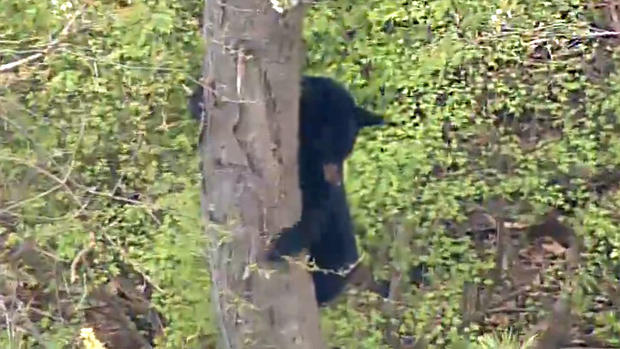 Bear In Tree In Paramus, New Jersey 