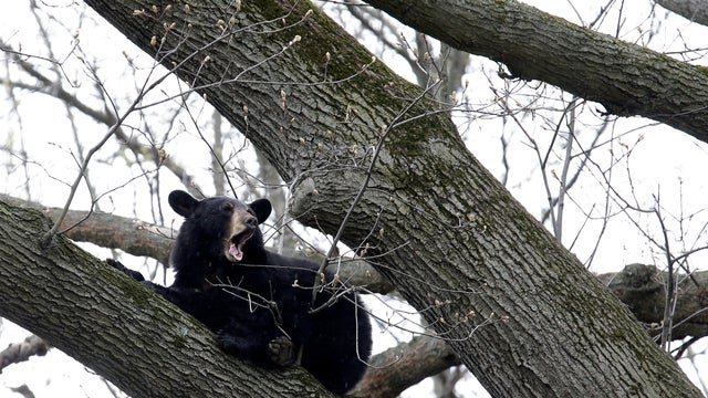 jersey bear 