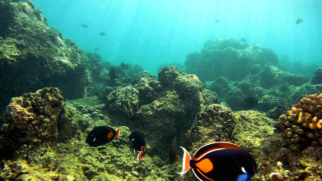 Coral Reefs In Danger 