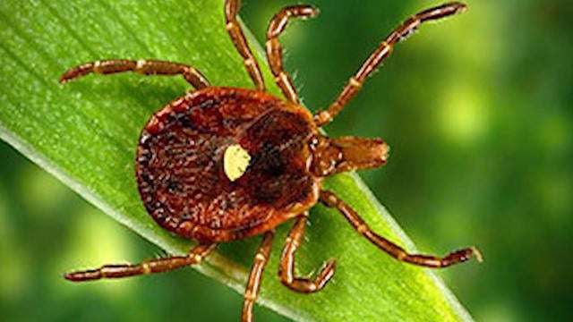 0502-health-red-meat-allergies-00-00-22-08-still001-1559921-640x360.jpg 