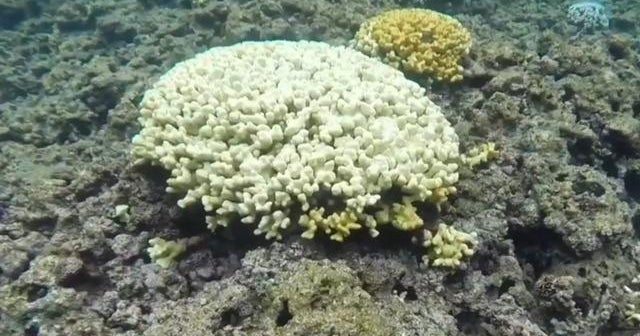 Hawaii considers ban of sunscreen harmful to coral reefs CBS News