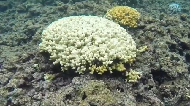 cbsn-fusion-hawaii-lawmakers-ban-sunscreen-coral-reefs-today-2018-05-02-thumbnail-1560360-640x360.jpg 