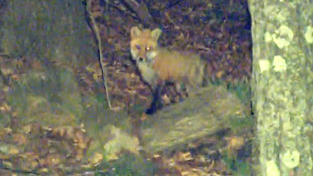 shrewsbury fox 