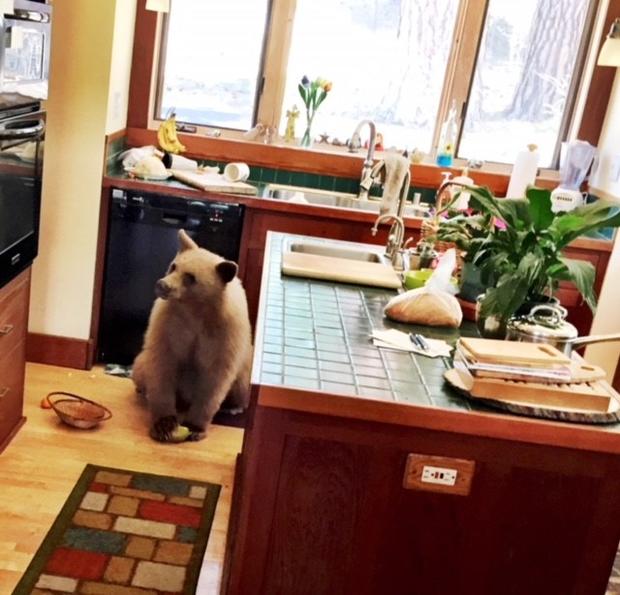 Bear in North Lake Tahoe home 