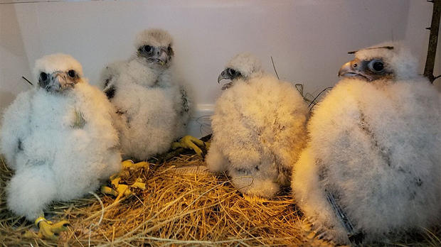 peregrine falcon chicks 
