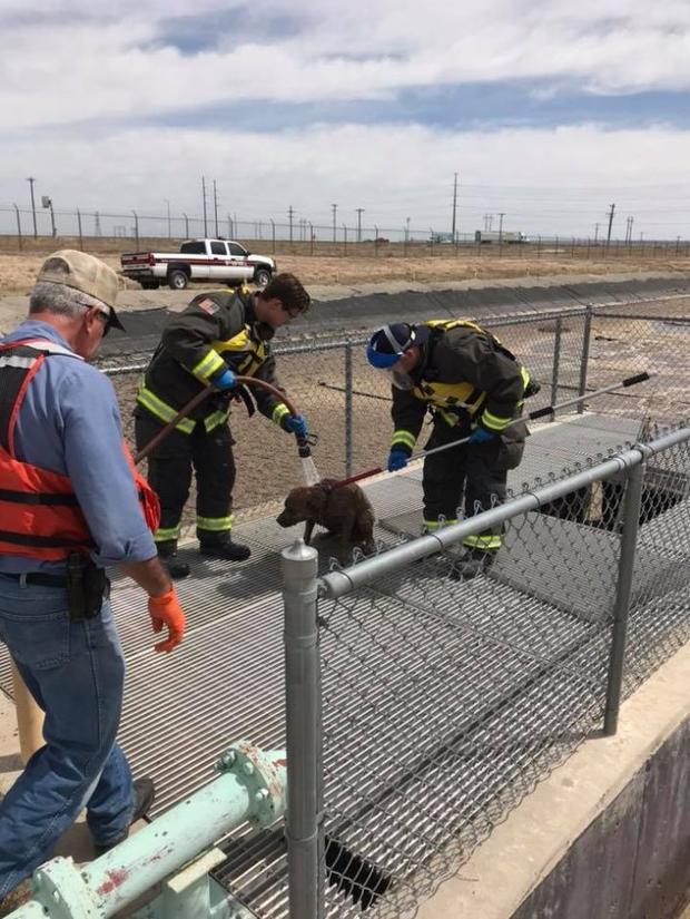 Pueblo Dog rescue (Pueblo West FD Facebook) 6 