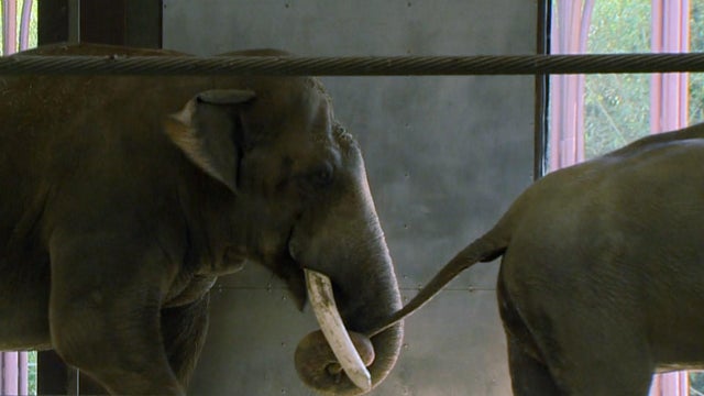 c-reid-nat-zoo-elephants-needs-trks-frame-3301.jpg 