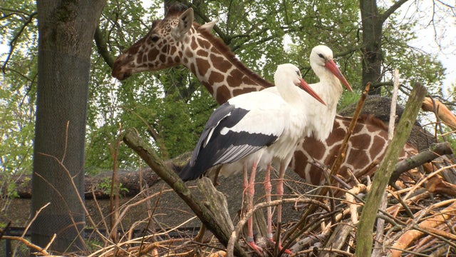 giraffe-birds.jpg 