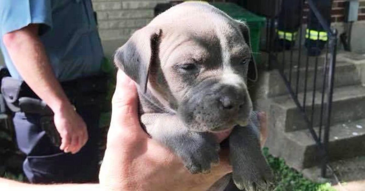 Firefighters rescue little boy's puppy stuck upside down in drain pipe ...