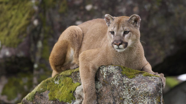 Mountain Lion 