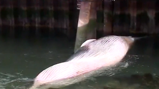 whale.png 