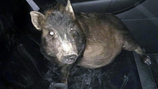 pig.jpg 