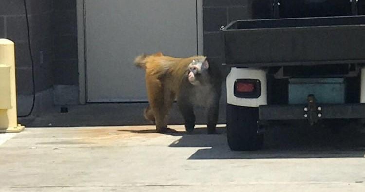 Monkey at San Antonio airport captured after escaping from crate CBS News