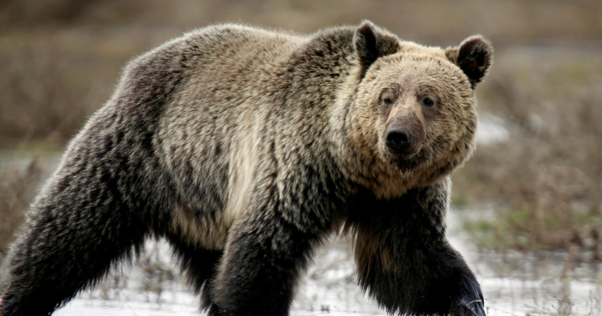 Hunter shoots himself while fighting off grizzly bear attack in Wyoming
