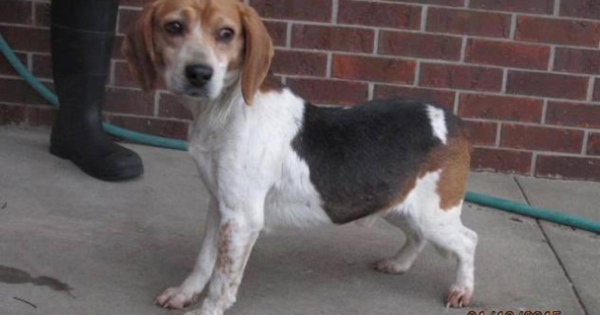 The newest royal dog isn't a corgi; he's a rescue beagle from the U.S ...