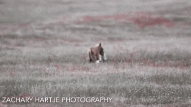 eagle.gif 
