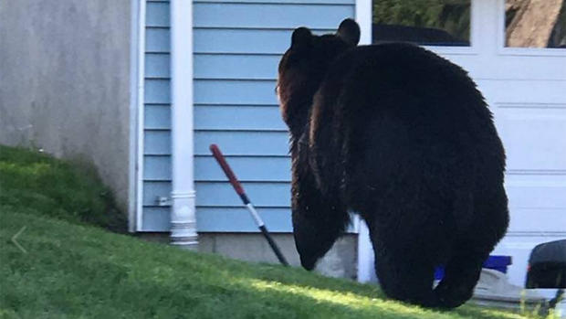 Bear Spotted In Town of Ramapo 