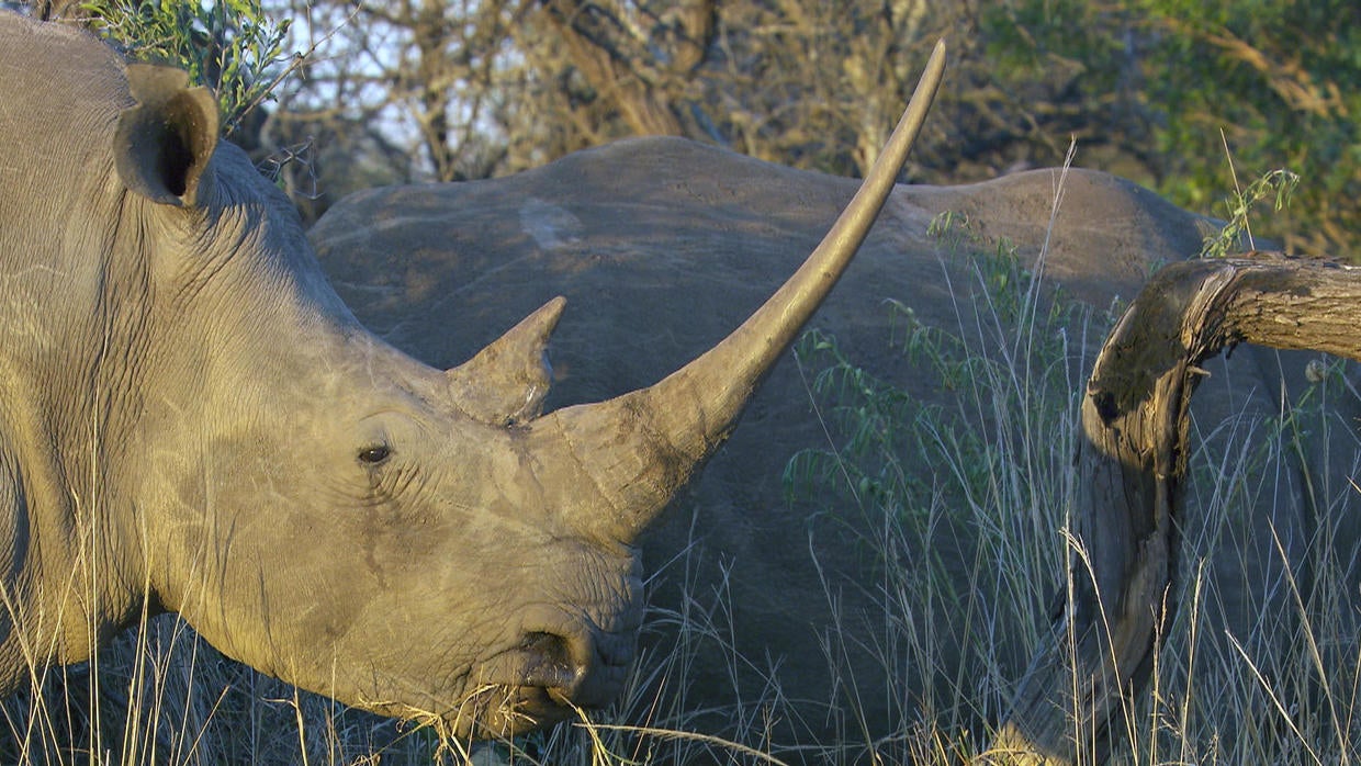 The rhino crisis - CBS News