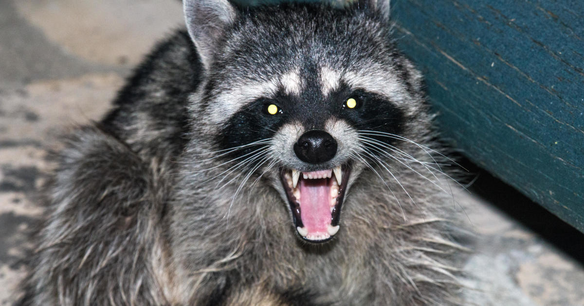 Summer is peak rabies season. Here's what you need to know - CBS News