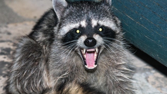 raccoon 