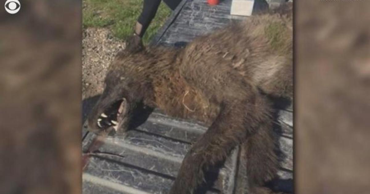 Mystery creature shot in Montana puzzles experts - CBS News
