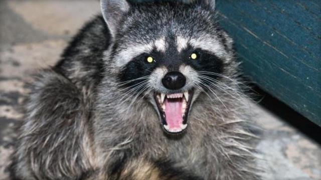 raccoon.jpg 
