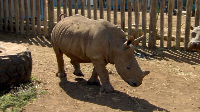 ot-rhino2costprotection-1578542-640x360.jpg 