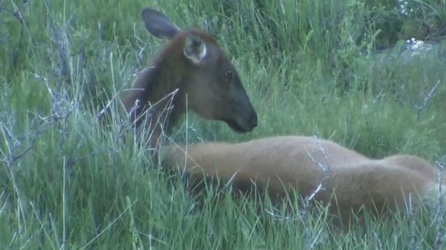 pregnant-elk-3.jpg 