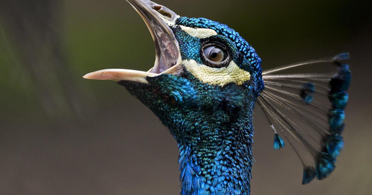 Feral peacocks are attacking luxury cars after seeing their own reflections