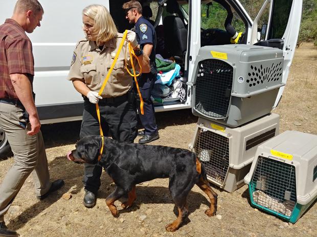Redding Stolen Dogs In Van 