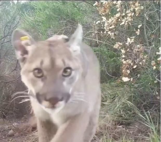 Santa Monica Mountain Lion Remarkably Found Alive After Mother's Death 