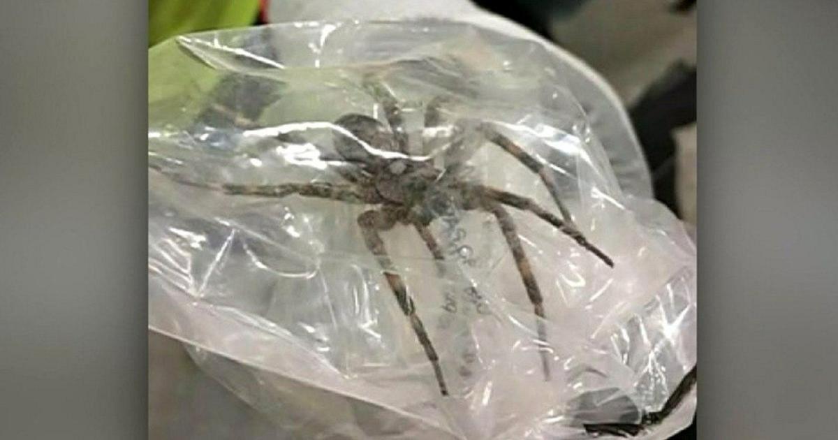 Muskegon woman hospitalized after brown recluse spider bite