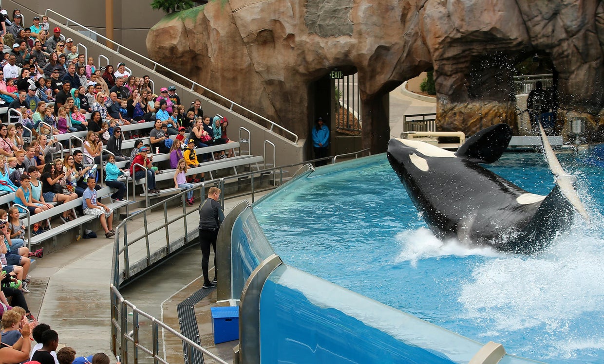 SeaWorld removes single-use plastic bags, straws from theme parks - CBS ...