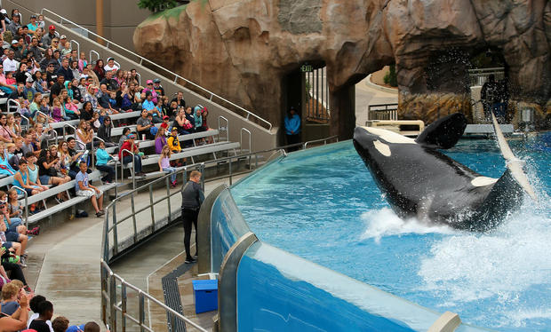 SeaWorld unveils its new Orca Encounter show in San Diego 