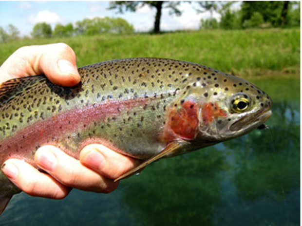 Yampa Fishing Closure (rainbow trout from CPW) 