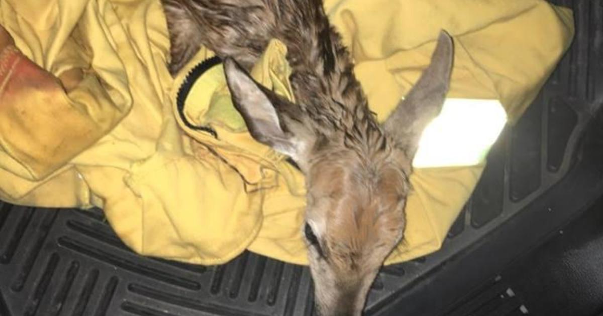 Veterinarian And Game Warden-Husband Save Life Of Injured Fawn