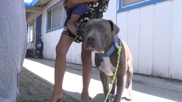 Hero dog warns family of house fire, drags baby out by diaper to safety - CBS News