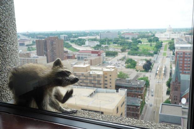 mpr-raccoon-st-paul-2-2018-06-12.jpg 