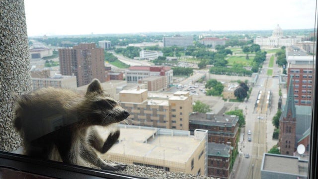 mpr-raccoon-st-paul-2-2018-06-12.jpg