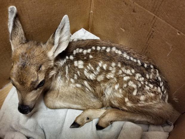 cpw fawn rescue 2 (cpw se region) 