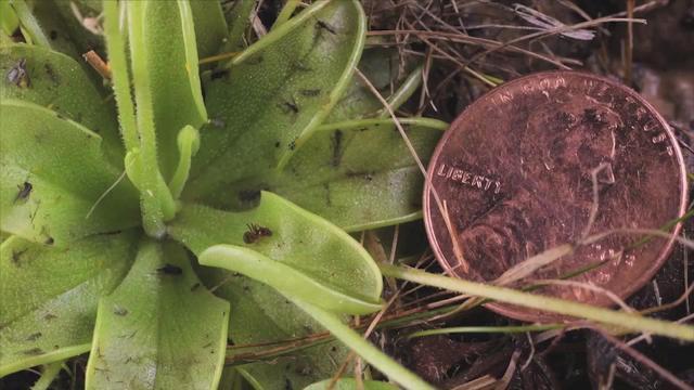 0614-natureupclose-butterwort-1590936-640x360.jpg 