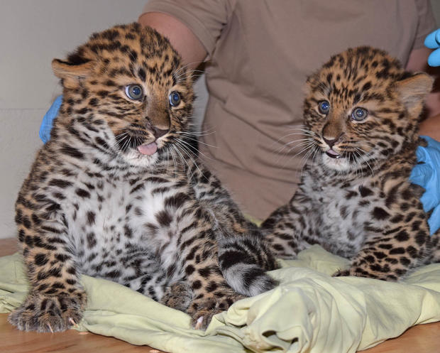 Amur leopard cubs-1 