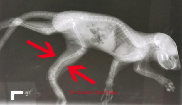 Radiograph shows baby squirrel's broken tibia and fibula 