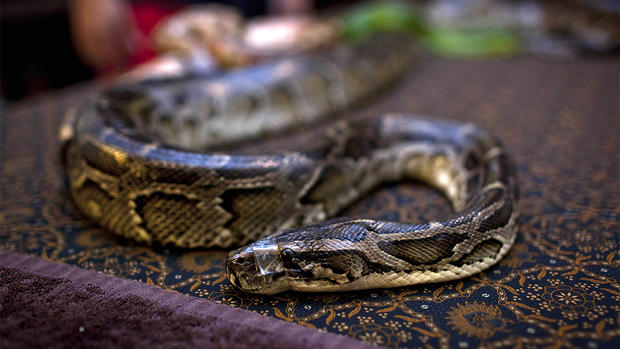 Reflexology Spa Uses Pythons To Massage Clients 