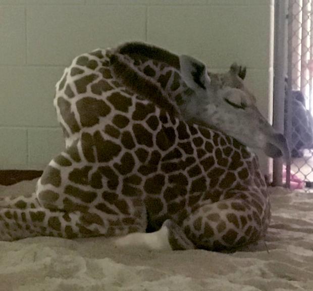 giraffe penny sleeping 