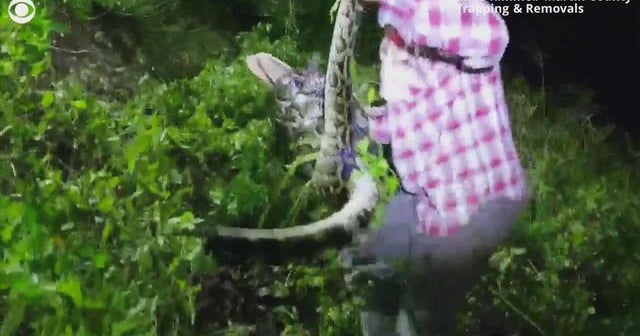 Man rescues alligator being squeezed by python - CBS News