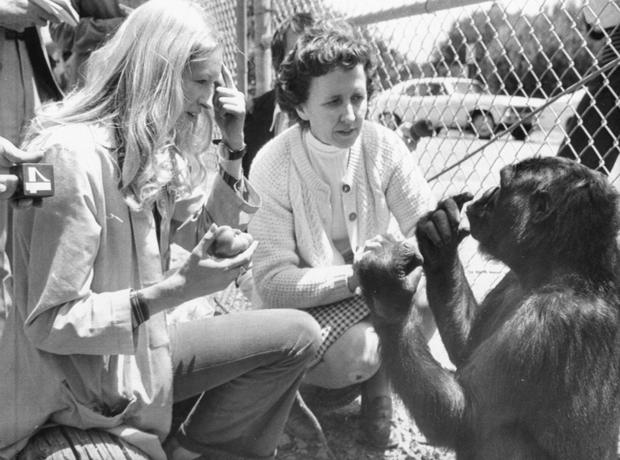 Penny Patterson with Koko the Gorilla and June Monroe 