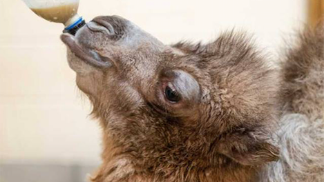 zehra-baby-camel-2.png 