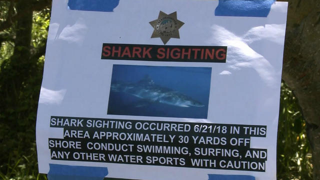 aptos-shark-sighting.jpg 