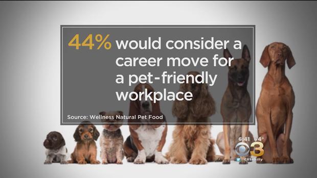 Pet Friendly Workplace Survey 
